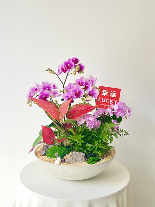 蝴蝶兰/MXY468 商品图0