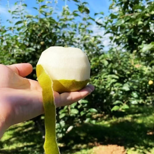 水果优选-建宁翠冠梨，来自闽北山间的翡翠明珠，脆嫩多汁鲜甜爽口 商品图1