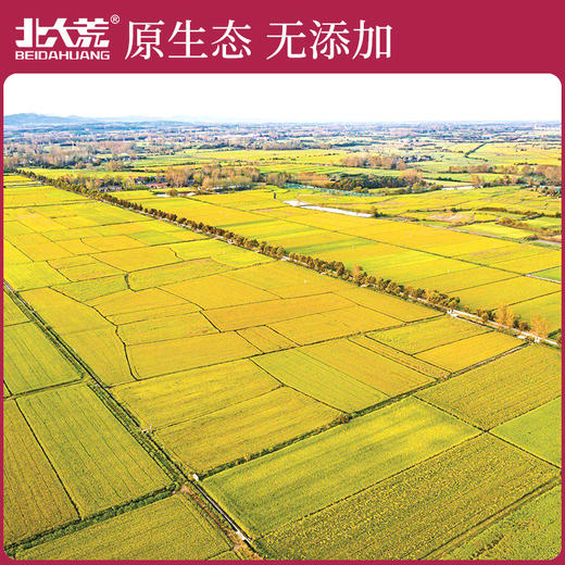 【中国农垦】北大荒玉晶香米5kg 商品图1