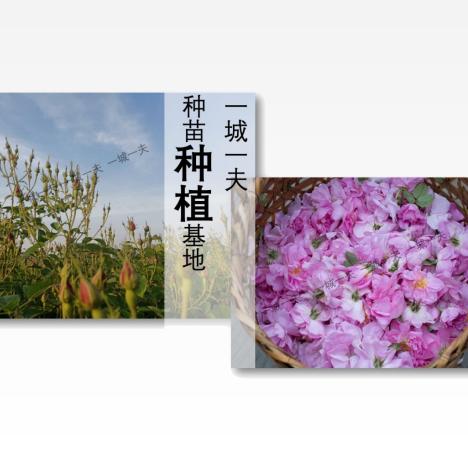 大马士革玫瑰纯露 120ml 天然补水保湿滋润、喷雾化妆水爽肤水【清仓价：保质期至2026年6月】 商品图2