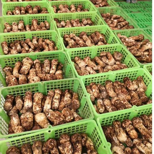 【2025年香格里拉 新鲜野生松茸】顺丰空运到家 自然清香 营养美味 层层筛选 品质松茸 第一批数量稀少 精选香格里拉野生松茸 带有独特松香气息 未开伞 商品图1