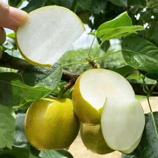 水果优选-建宁翠冠梨，来自闽北山间的翡翠明珠，脆嫩多汁鲜甜爽口 商品图6