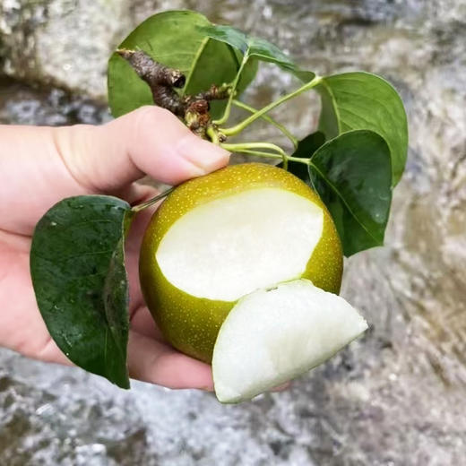 水果优选-建宁翠冠梨，来自闽北山间的翡翠明珠，脆嫩多汁鲜甜爽口 商品图13