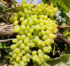 新疆无核白葡萄4.5-5斤/件 商品缩略图4
