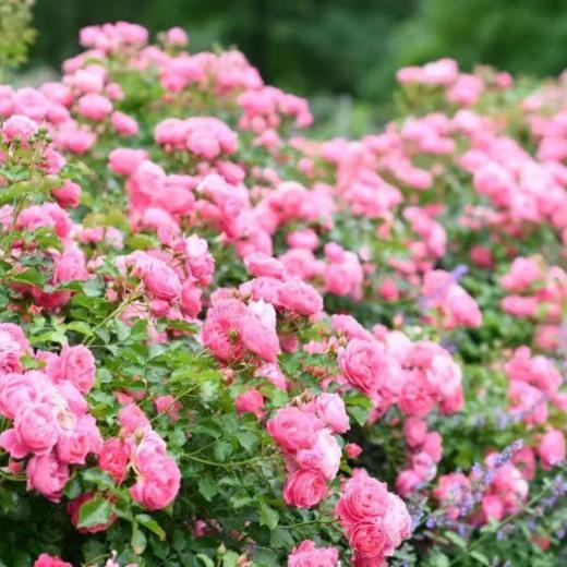 大马士革玫瑰纯露 120ml 天然补水保湿滋润、喷雾化妆水爽肤水【清仓价：保质期至2026年6月】 商品图4