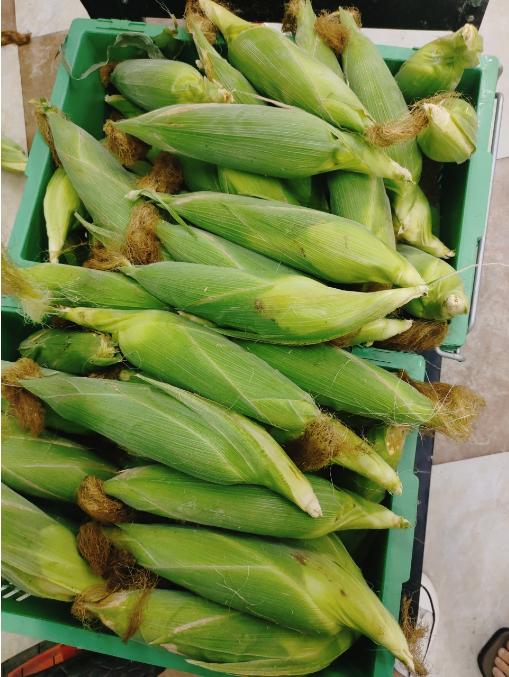 水果玉米3个 商品图2