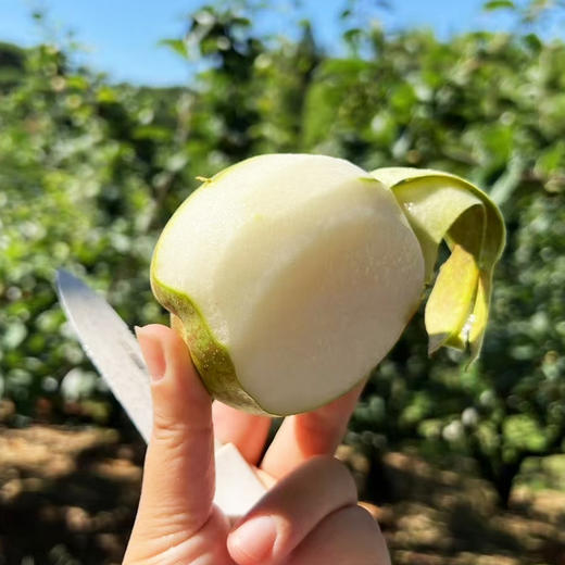 水果优选-建宁翠冠梨，来自闽北山间的翡翠明珠，脆嫩多汁鲜甜爽口 商品图11