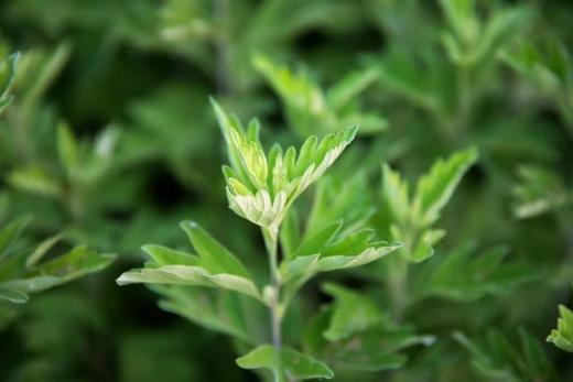 点击购买！【唐韵宛枫·氨糖颈椎贴】 商品图11