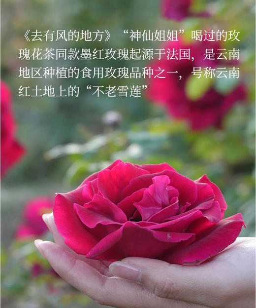 📣盒马代工厂自营品牌高质量出品【玫瑰芡实八珍糕系列】一口吃进自然营养，调理脾胃，养生真不贵~ 商品图1