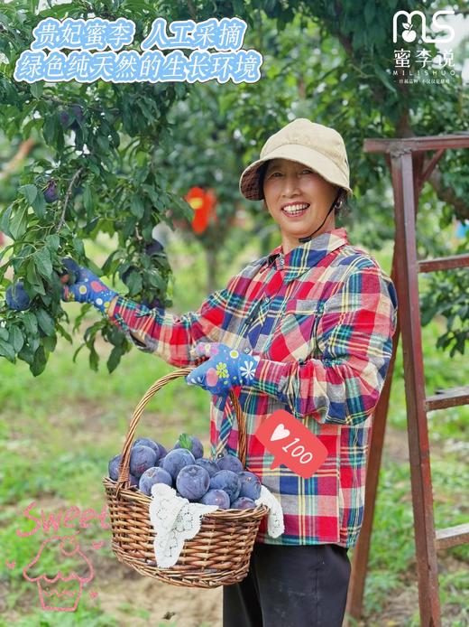 贵妃蜜李 商品图1