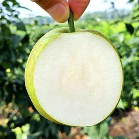 湖北翠冠梨4.5斤中果（商）