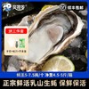 严选 | 贝司令乳山刺身级生蚝 4.5斤/箱 重5-7.5两/只 蚝肉饱满 鲜嫩多汁 送：开蚝三件套（手套+蚝刀+芥末2g） 商品缩略图0