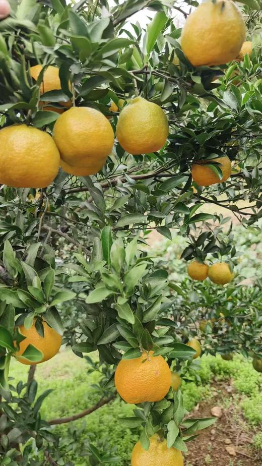 建德三都共富工坊“小青柑”茶/三年陈皮 适合夏天 商品图3