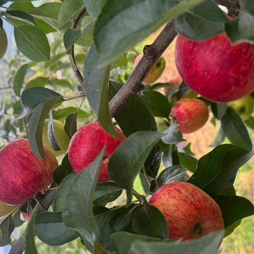 [招牌严选] 云南高原鸿糖心苹果 商品图2