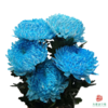市场牡丹菊-雨墨蓝 5枝一扎 商品缩略图0