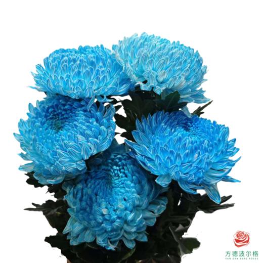市场牡丹菊-雨墨蓝 5枝一扎 商品图0