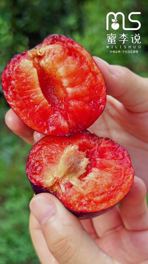 贵妃蜜李 商品图4