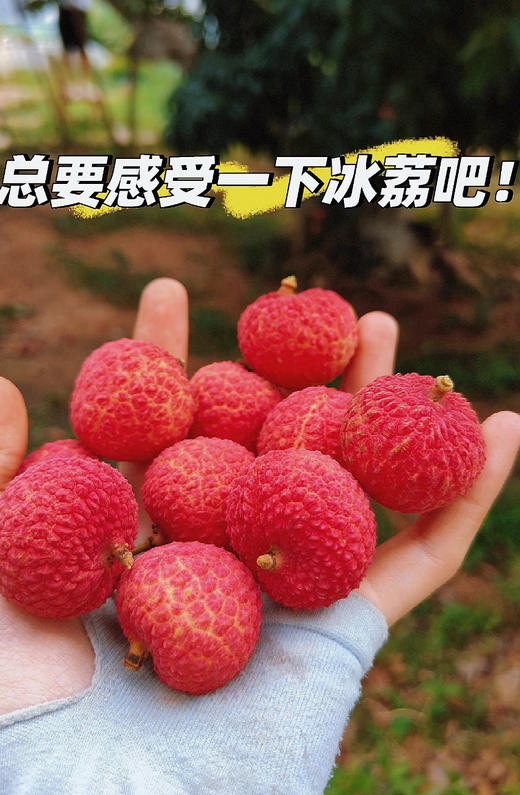 荔枝届的天花板 蜜麒麟冰荔荔枝 也是土豪们的“宾利”荔枝 果肉晶莹剔透如冰淇淋搬细腻无渣，果皮色泽通体红非常漂亮 果肉剔透犹如琼脂 超新鲜的表现 甜度完美非常适口 ，2.5斤/箱 商品图2