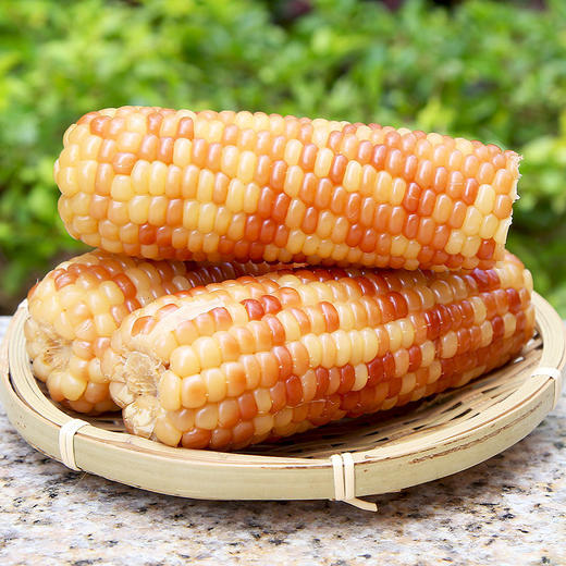 实建版纳糯玉米（2kg）/件 商品图2