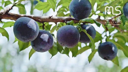 贵妃蜜李 商品图11