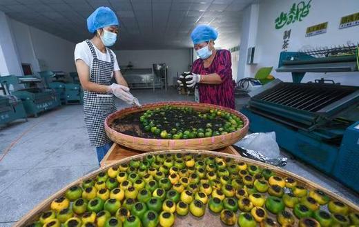 建德三都共富工坊“小青柑”茶/三年陈皮 适合夏天 商品图6