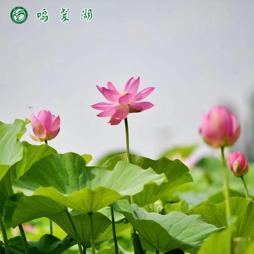 鸣翠湖畅游单人票（景区门票+芦苇迷宫观光船+萌宠乐园+漂浮乐园） 商品图1