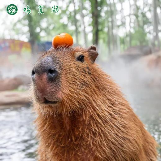 鸣翠湖畅游单人票（景区门票+芦苇迷宫观光船+萌宠乐园+漂浮乐园） 商品图4