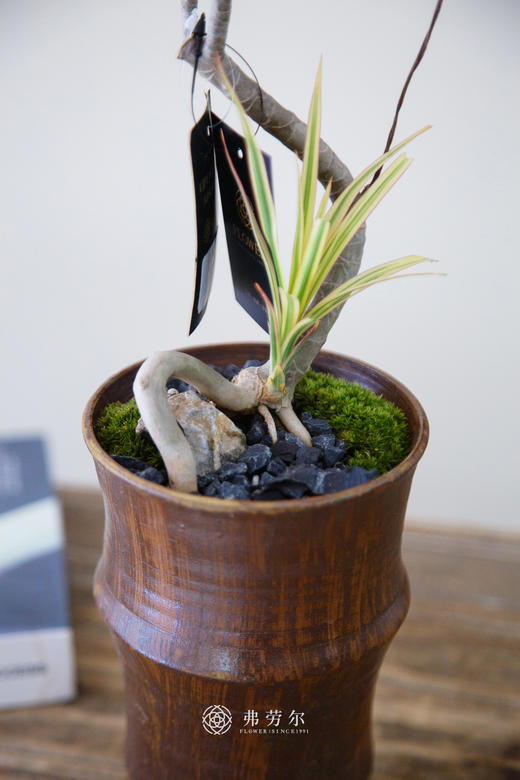 七彩铁 商品图1