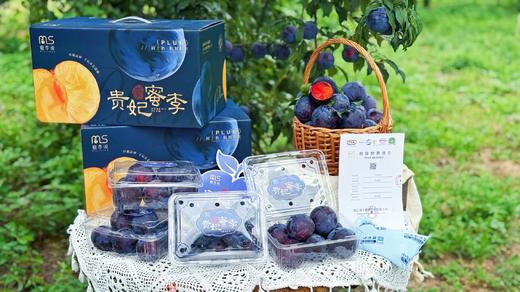 贵妃蜜李 商品图9