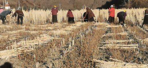 云南香格里拉“有机”三色藜麦 商品图3