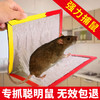 【春禾】强力粘鼠板老鼠贴 加大加厚老鼠板灭鼠神器灭鼠粘捕鼠器 商品缩略图1