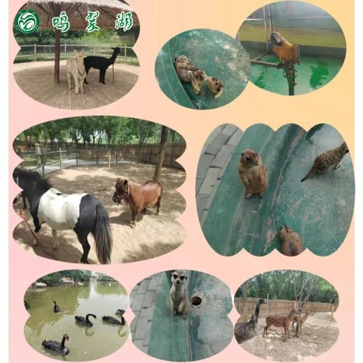 鸣翠湖畅游单人票（景区门票+芦苇迷宫观光船+萌宠乐园+漂浮乐园） 商品图3