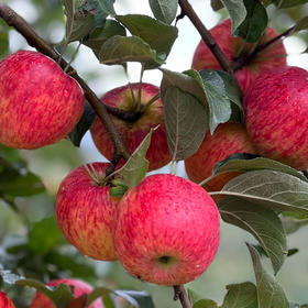 [招牌严选] 云南高原鸿糖心苹果