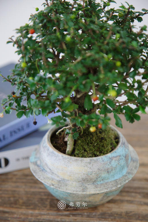 盆景福建茶 商品图2