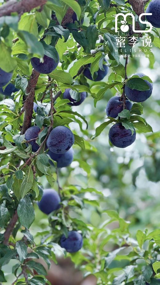 贵妃蜜李 商品图0