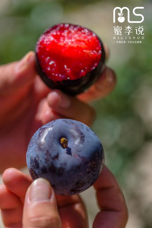 贵妃蜜李 商品图2
