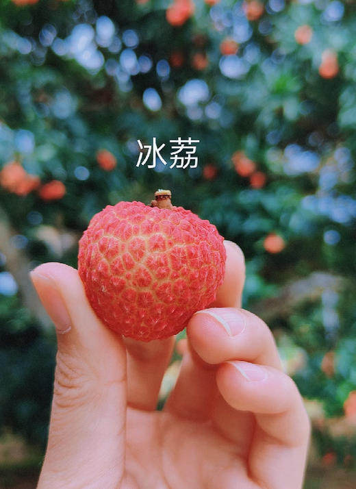 荔枝届的天花板 蜜麒麟冰荔荔枝 也是土豪们的“宾利”荔枝 果肉晶莹剔透如冰淇淋搬细腻无渣，果皮色泽通体红非常漂亮 果肉剔透犹如琼脂 超新鲜的表现 甜度完美非常适口 ，2.5斤/箱 商品图1