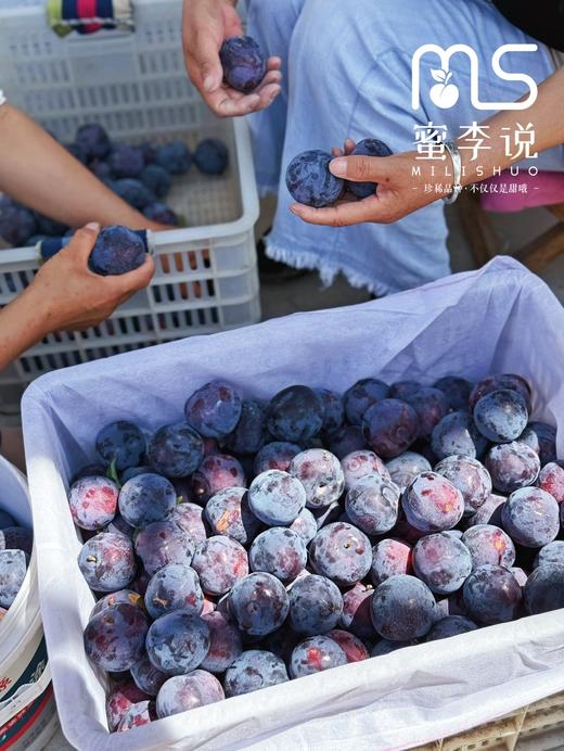 贵妃蜜李 商品图7
