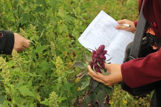 云南香格里拉“有机”三色藜麦 商品图2