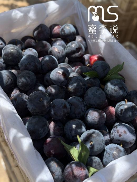 贵妃蜜李 商品图10