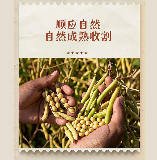 生态黄豆豆皮丝 自有留老品种黄豆 豆香浓郁 无添加*山西孝和林基地直发 商品图3