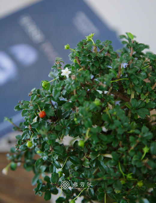 盆景福建茶 商品图1