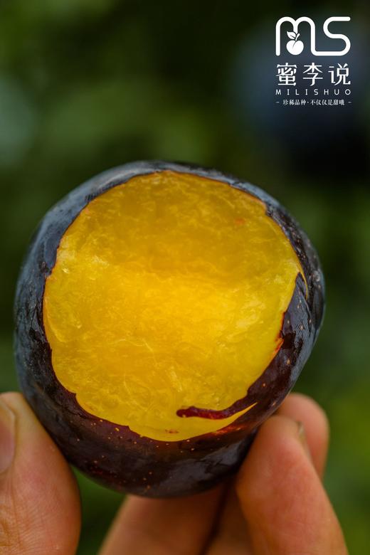 贵妃蜜李 商品图5