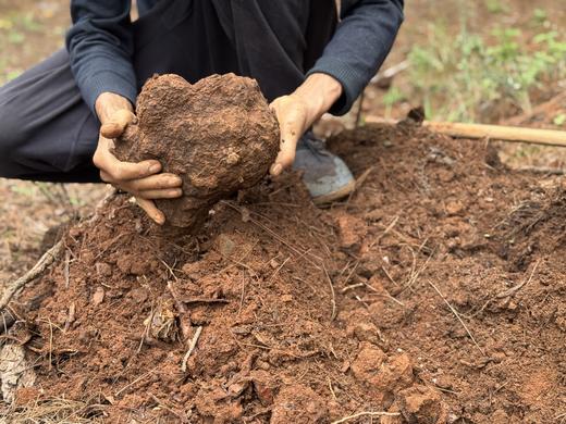 云南茯苓片 商品图1