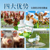 【禽畜抗应激常备，藿香正气水！】藿香正气水250ml宠物家禽家畜专用 藿香正气水降温解暑 防中暑-QA 商品缩略图2