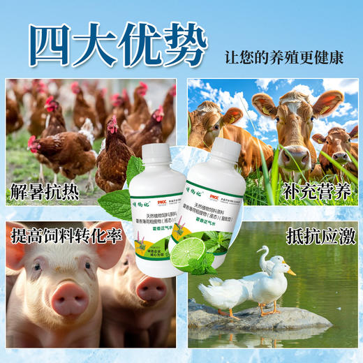 【禽畜抗应激常备，藿香正气水！】藿香正气水250ml宠物家禽家畜专用 藿香正气水降温解暑 防中暑-QA 商品图2