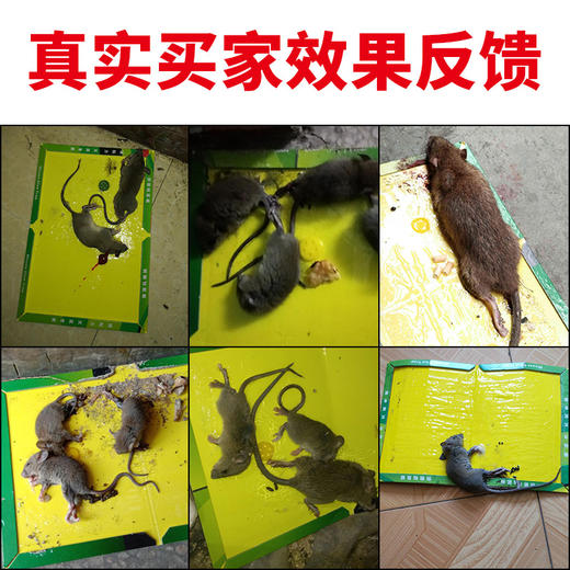 【春禾】强力粘鼠板老鼠贴 加大加厚老鼠板灭鼠神器灭鼠粘捕鼠器 商品图2