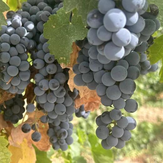 新疆冰小淘半甜白葡萄酒 ， 果香四溢，酸甜可口【G】 商品图1