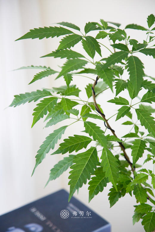 黄荆 商品图1