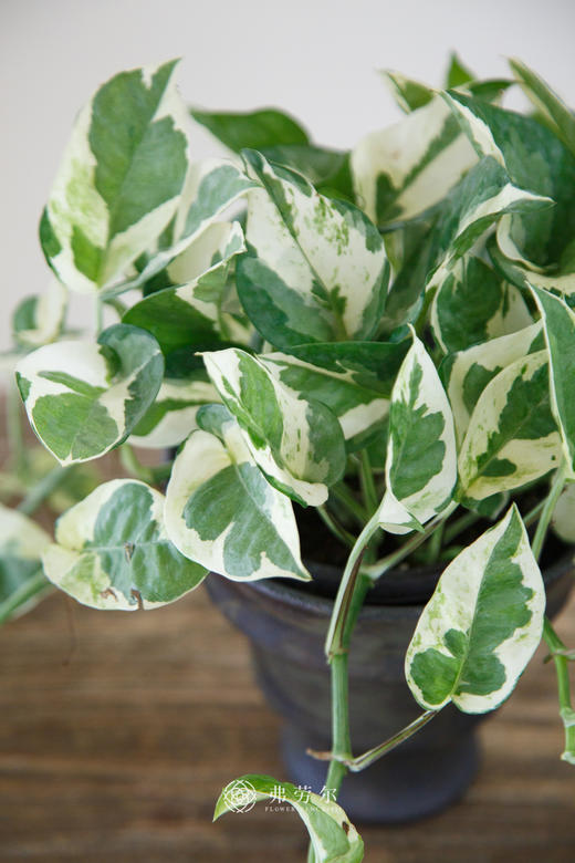 银边葛 商品图1